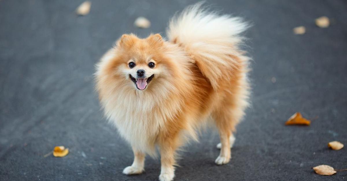 Image of the German Spitz (Canis lupus), popular in Indonesia as Spitz Jerman.