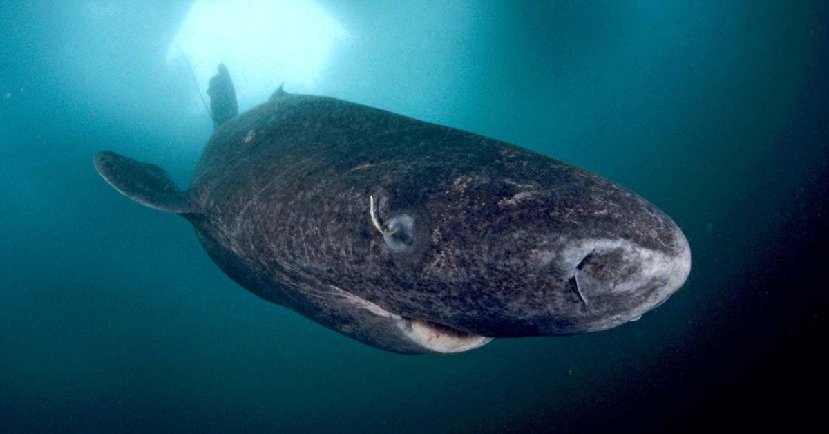 Photograph of the unique Greenland Shark, known scientifically as Somniosus microcephalus.