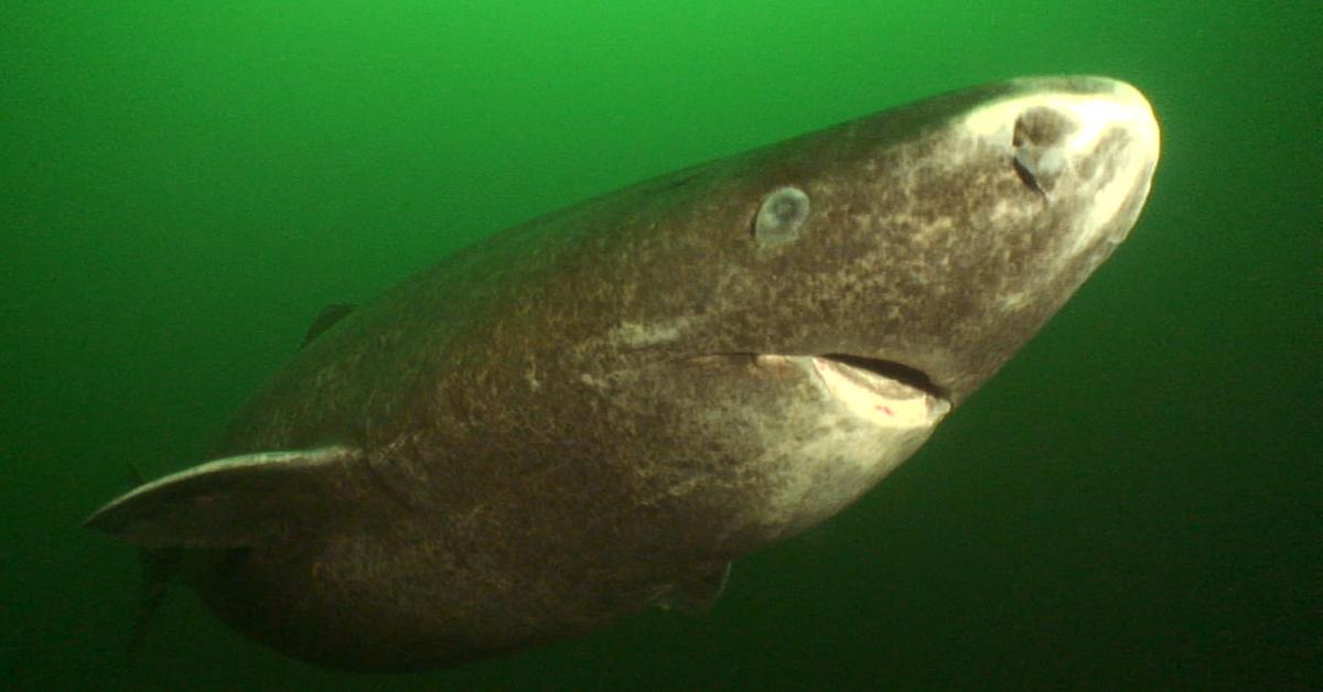 Captivating shot of the Greenland Shark, or Hiu Greenland in Bahasa Indonesia.