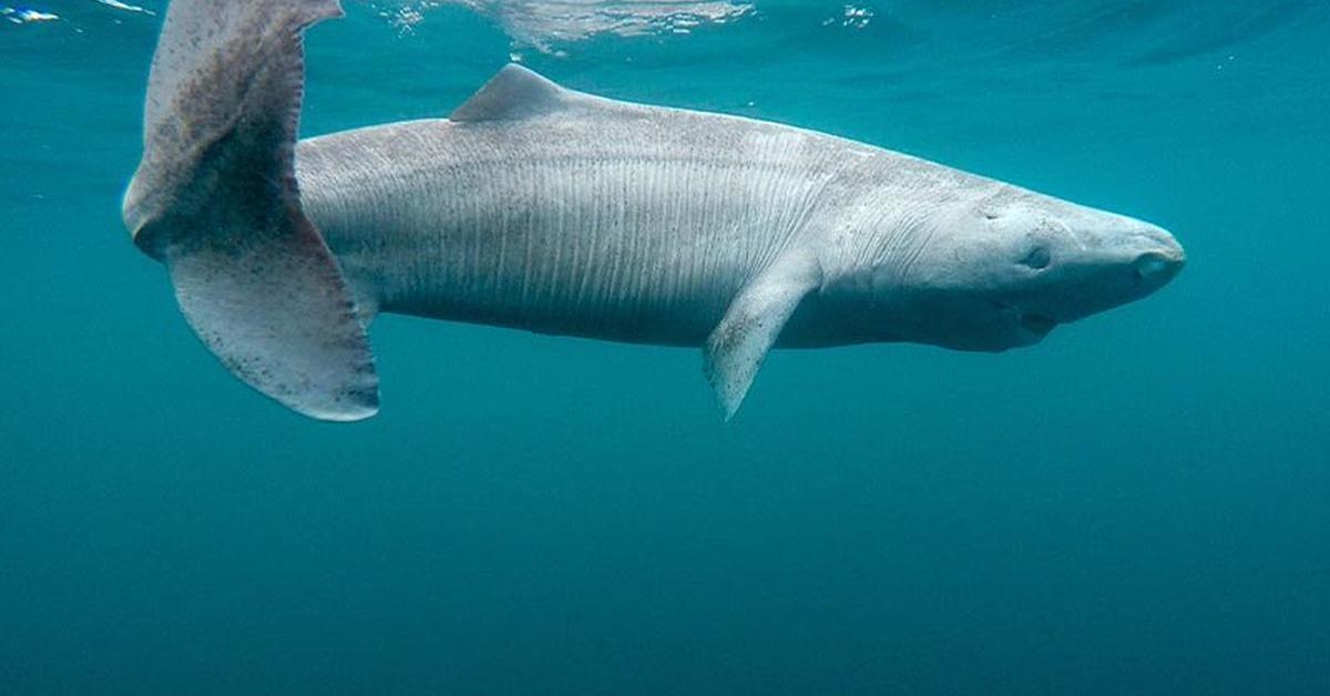 A beautiful representation of the Greenland Shark, scientifically Somniosus microcephalus.