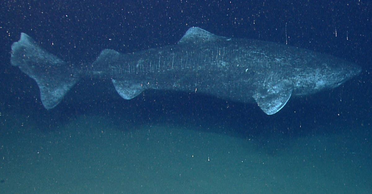 Unique portrayal of the Greenland Shark, also called Hiu Greenland in Bahasa Indonesia.