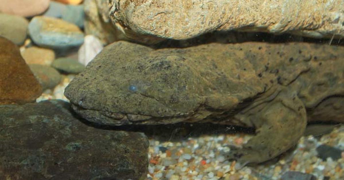 Glimpse of the Giant Salamander, known in the scientific community as Cryptobranchidae.