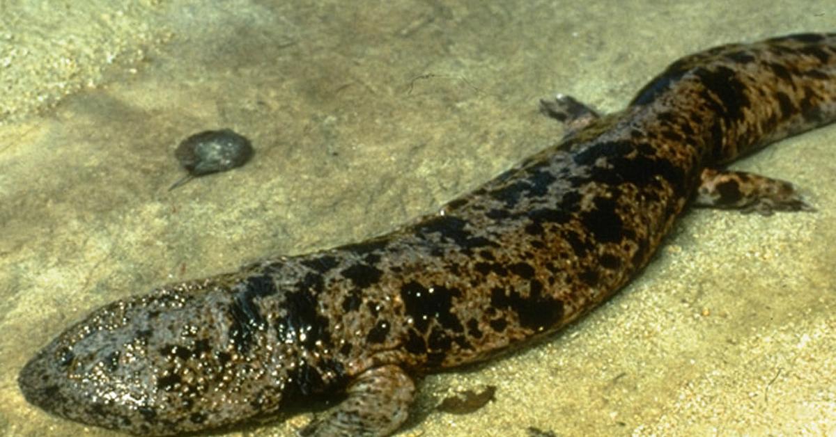 Portrait of a Giant Salamander, a creature known scientifically as Cryptobranchidae.