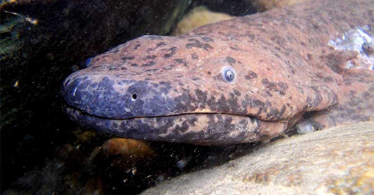 Engaging shot of the Giant Salamander, recognized in Indonesia as Salamander Raksasa.