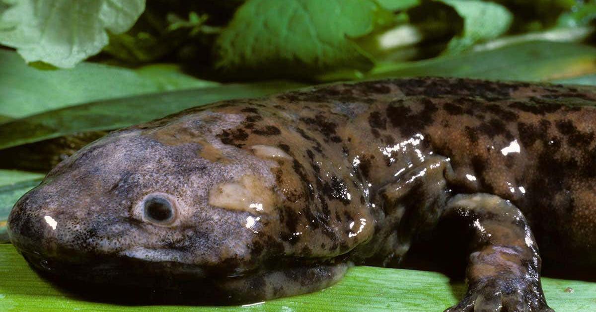 Stunning image of the Giant Salamander (Cryptobranchidae), a wonder in the animal kingdom.