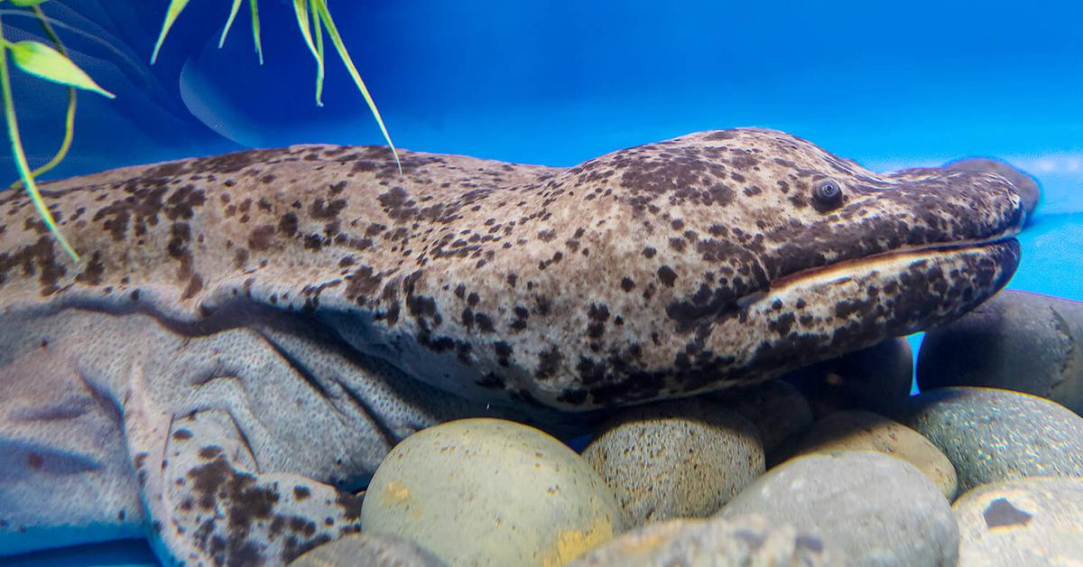 Stunning image of the Giant Salamander (Cryptobranchidae), a wonder in the animal kingdom.