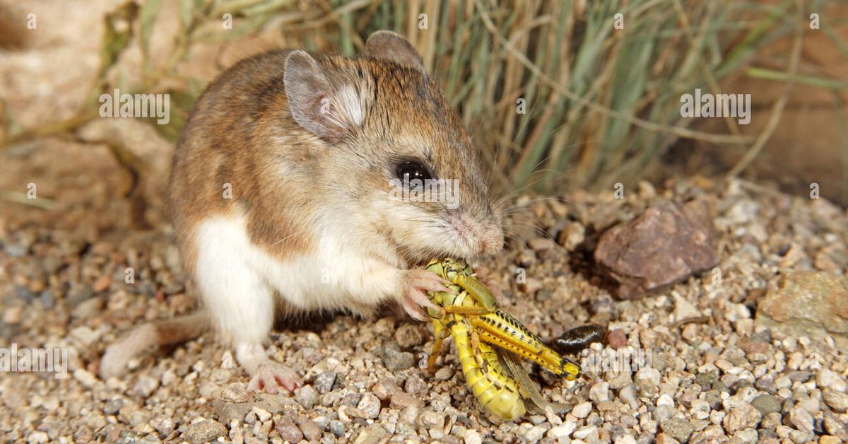 Stunning depiction of Grasshopper Mouse, also referred to as Onychomys.