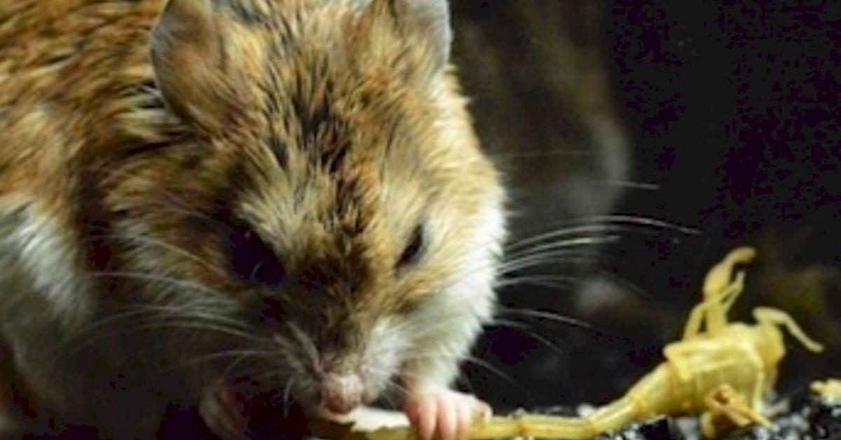 Photographic depiction of the unique Grasshopper Mouse, locally called Tikus Belalang.