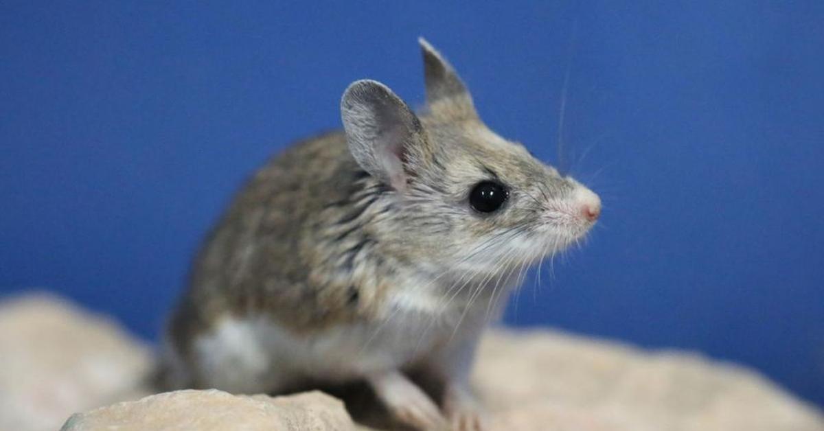 Dynamic image of the Grasshopper Mouse, popularly known in Indonesia as Tikus Belalang.