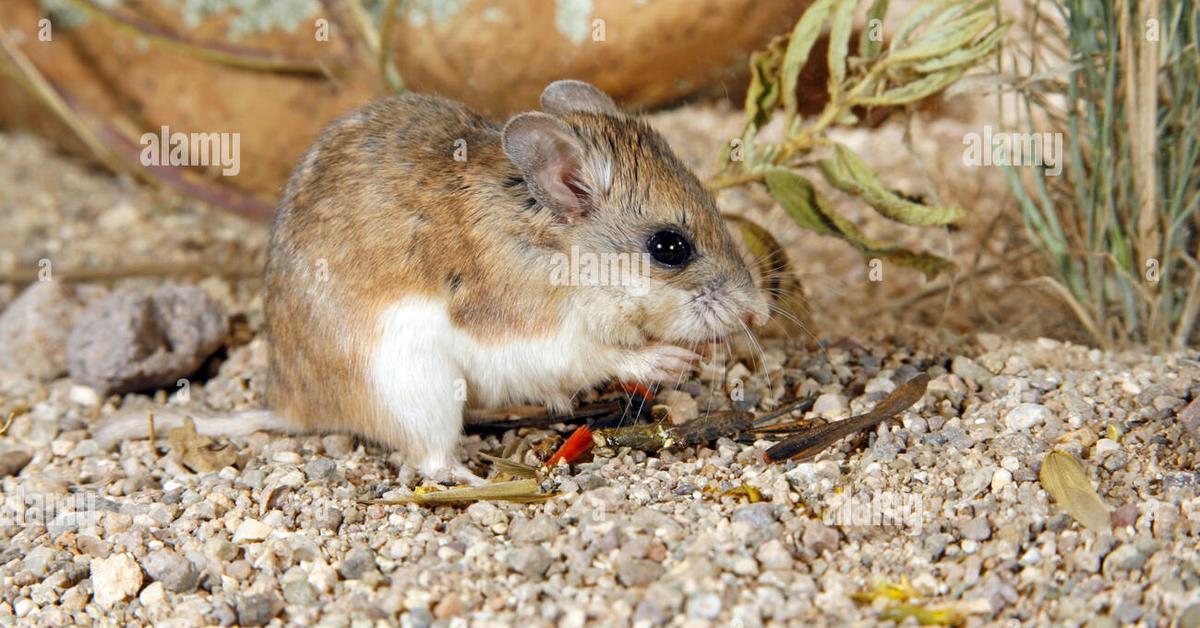 The alluring Grasshopper Mouse, commonly referred to as Tikus Belalang in Bahasa Indonesia.