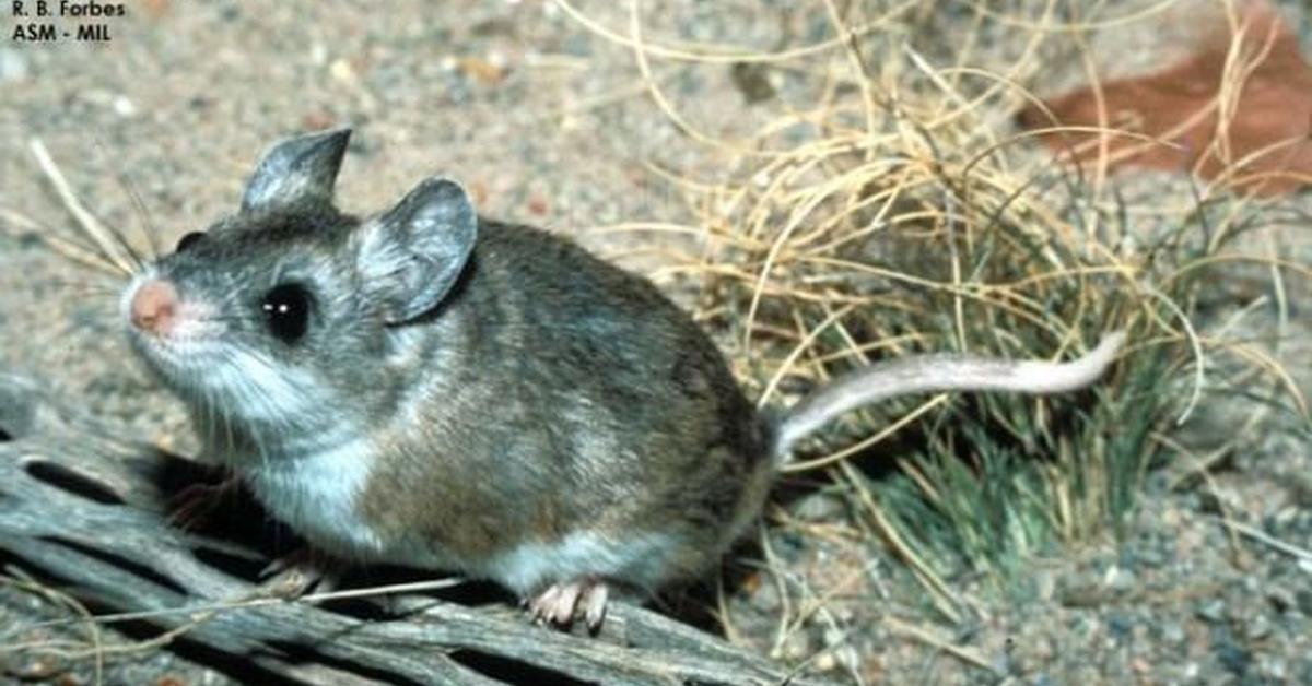 Glimpse of the Grasshopper Mouse, known in the scientific community as Onychomys.