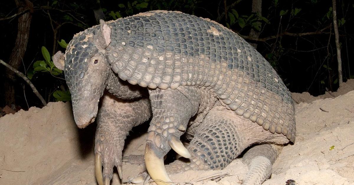 Exquisite image of Giant Armadillo, in Indonesia known as Armadillo Raksasa.