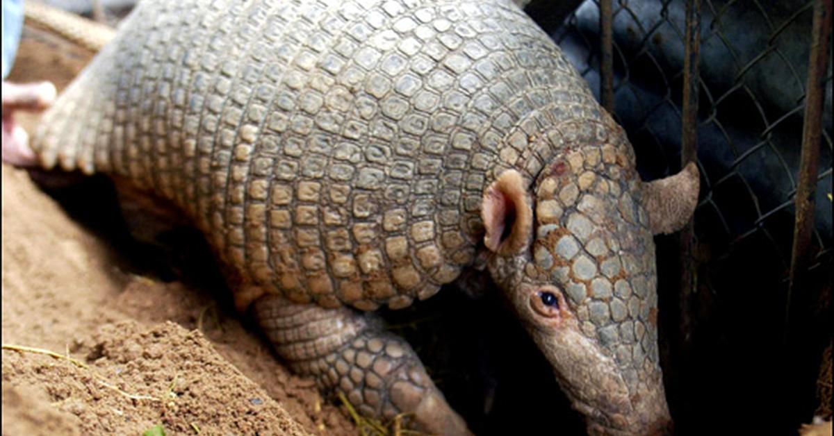 Image of the Giant Armadillo (Priodontes maximus), popular in Indonesia as Armadillo Raksasa.