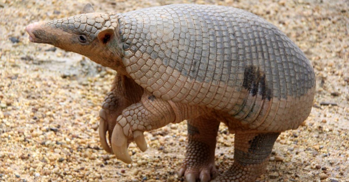 Image showcasing the Giant Armadillo, known in Indonesia as Armadillo Raksasa.