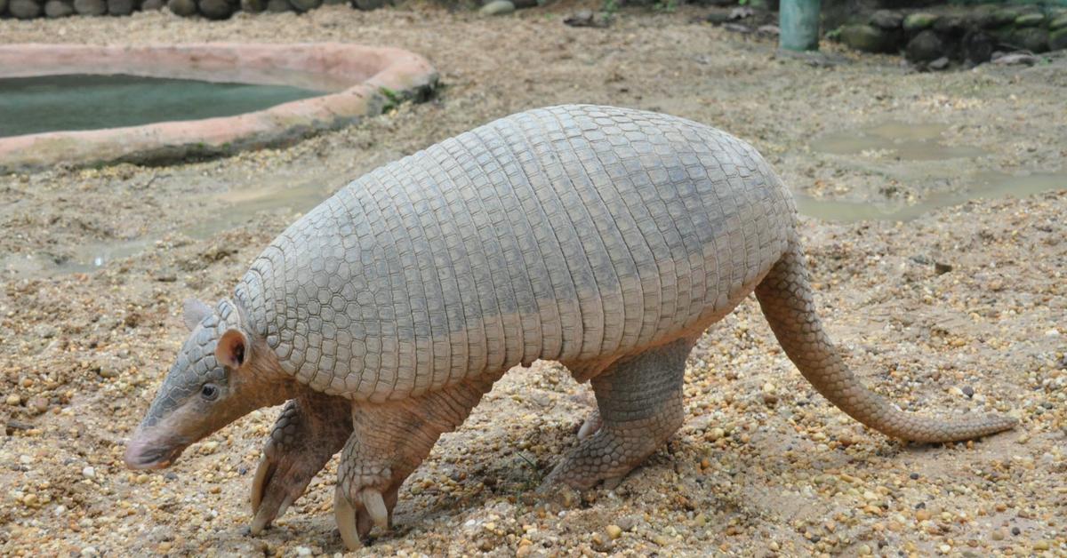 Photographic depiction of the unique Giant Armadillo, locally called Armadillo Raksasa.