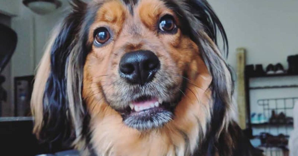 Graceful Golden Dox, a creature with the scientific name Canis lupus.