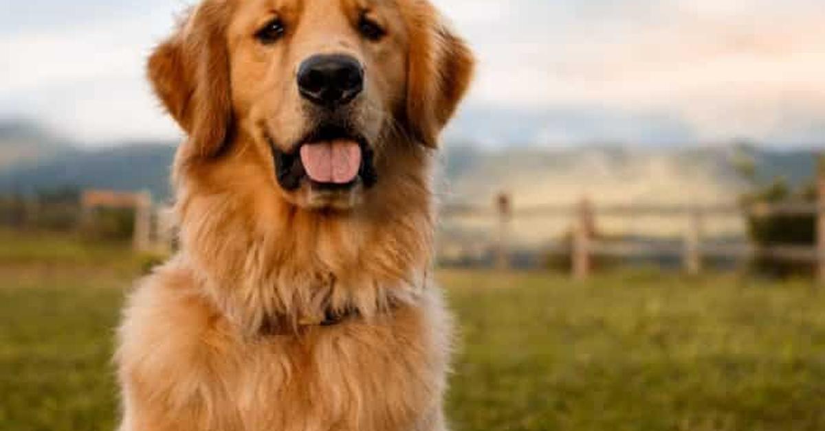 Insightful look at the Golden Newfie, known to Indonesians as Anjing Golden Newfie.