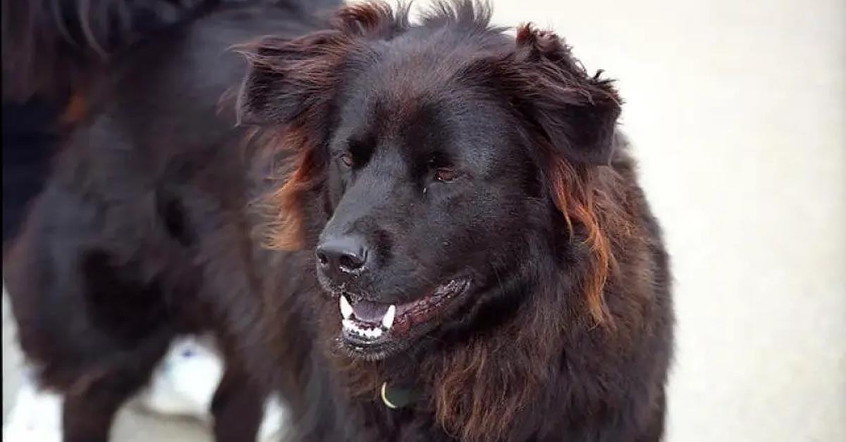 Captured elegance of the Golden Newfie, known in Indonesia as Anjing Golden Newfie.