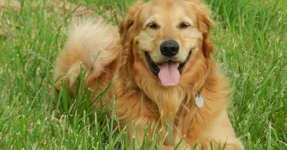 Portrait of a Golden Newfie, a creature known scientifically as Canis lupus.