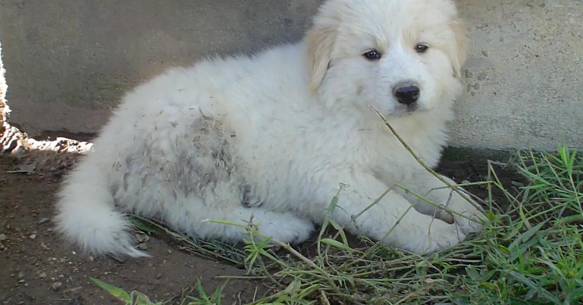 Striking appearance of the Golden Pyrenees, known in scientific circles as Canis lupus.