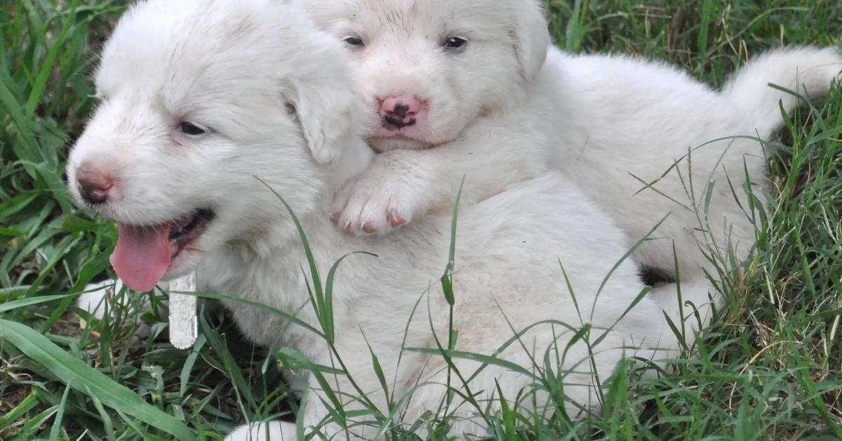 Exquisite image of Golden Pyrenees, in Indonesia known as Pyrenees Emas.