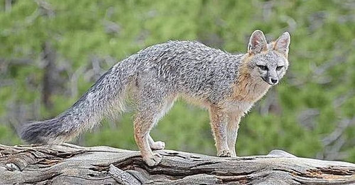 Visual representation of the Gray Fox, recognized in Indonesia as Rubah Abu-abu.