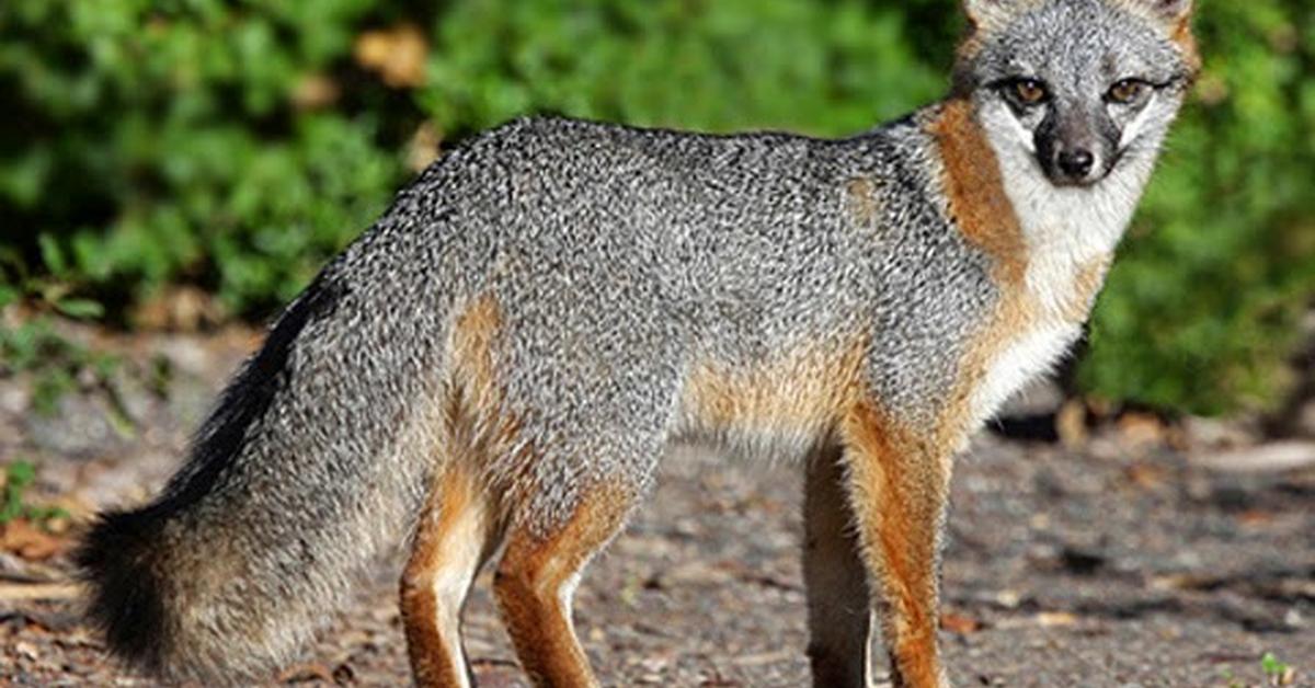 A beautiful representation of the Gray Fox, scientifically Urocyon cinereoargenteus.