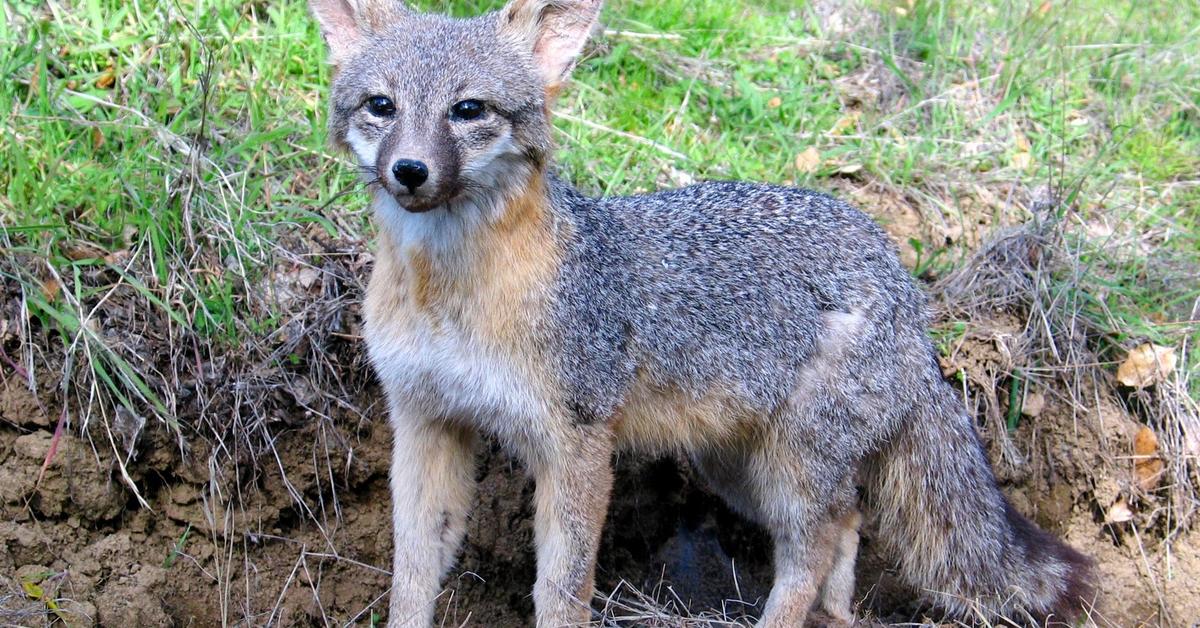 Elegant Gray Fox in its natural habitat, called Rubah Abu-abu in Indonesia.