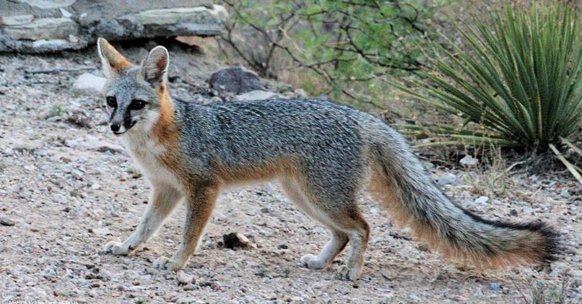 A look at the Gray Fox, also recognized as Rubah Abu-abu in Indonesian culture.