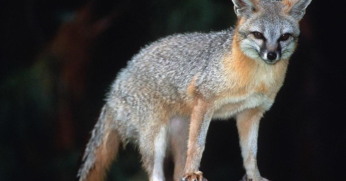 The alluring Gray Fox, commonly referred to as Rubah Abu-abu in Bahasa Indonesia.