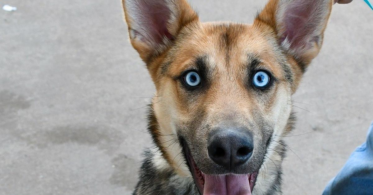 Image showcasing the Gerberian Shepsky, known in Indonesia as Gerberian Shepsky.