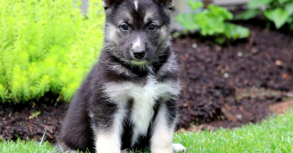 Portrait of a Gerberian Shepsky, a creature known scientifically as Canis lupus.