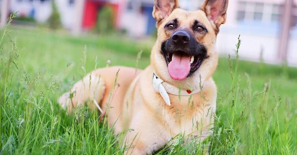 Striking appearance of the Golden Shepherd, known in scientific circles as Canis lupus.