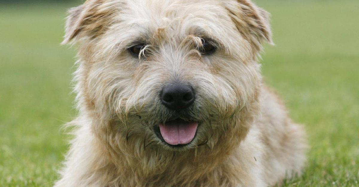 Close-up view of the Glen Of Imaal Terrier, known as Terrier Glen Of Imaal in Indonesian.