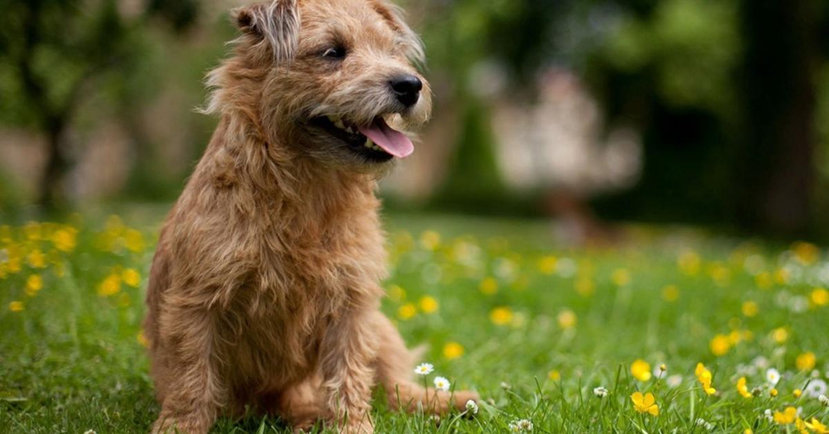 Distinctive Glen Of Imaal Terrier, in Indonesia known as Terrier Glen Of Imaal, captured in this image.