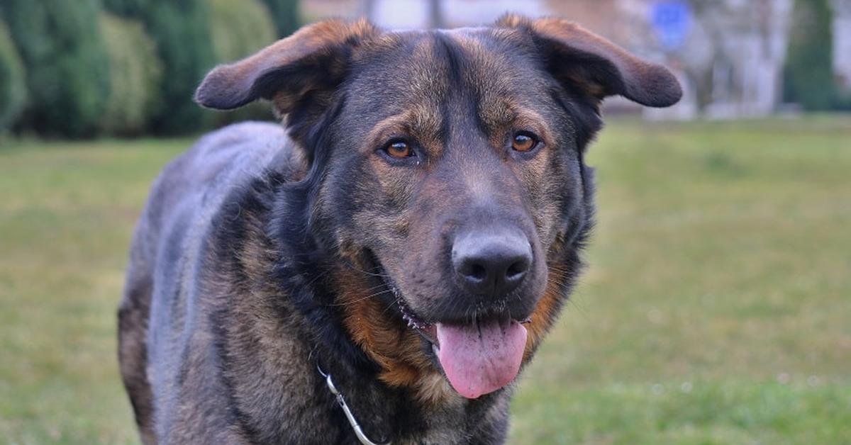 Captured moment of the German Sheprador, in Indonesia known as Sheprador Jerman.