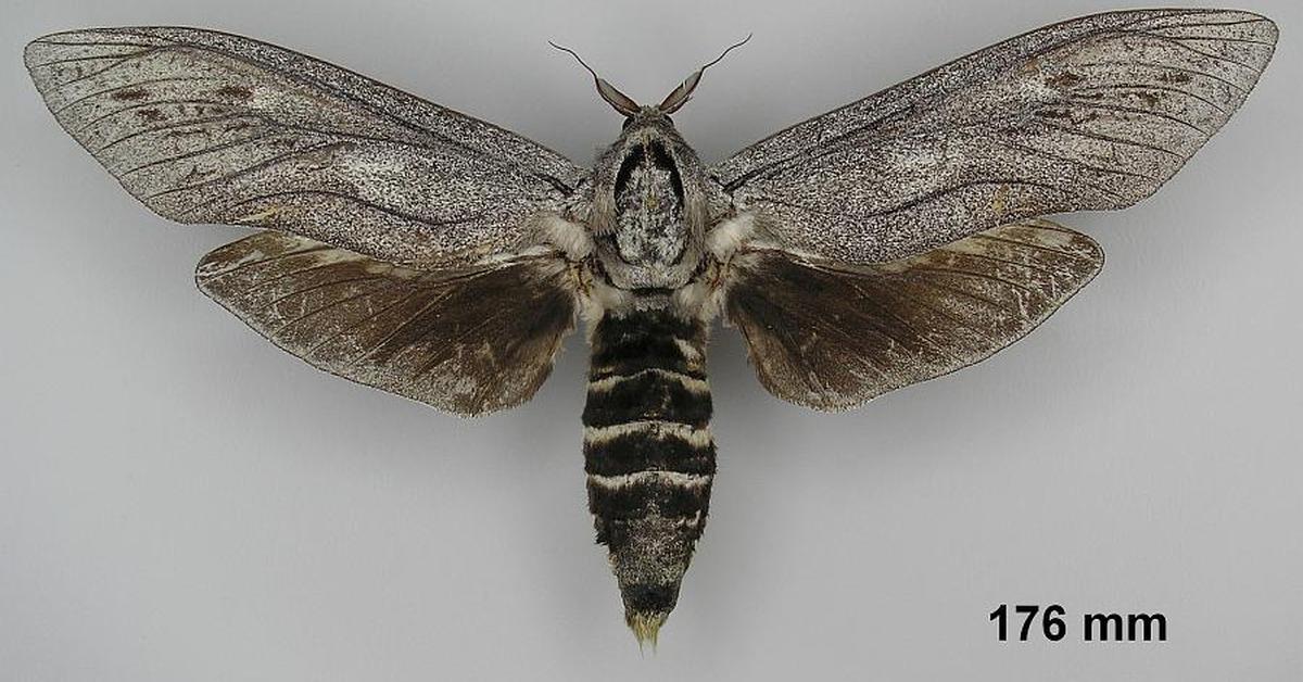 Captivating view of the Giant Wood Moth, known in Bahasa Indonesia as Kumbang Kayu Raksasa.