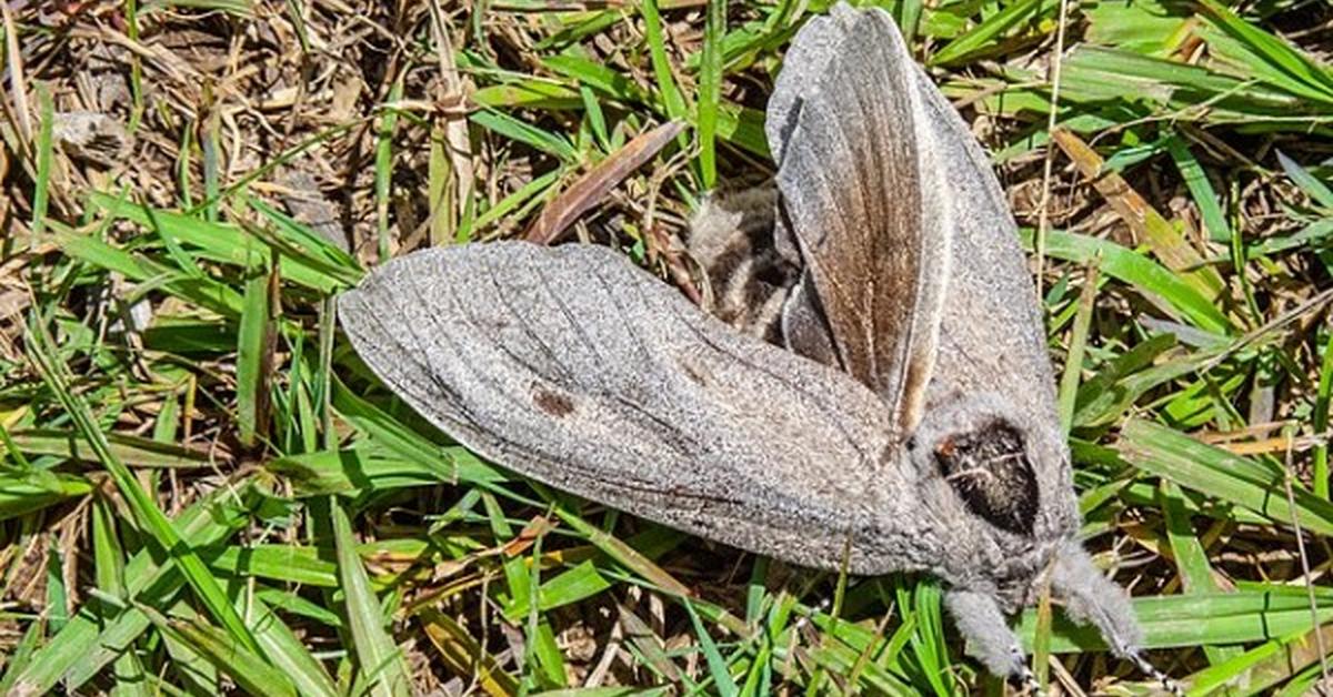 Graceful Giant Wood Moth, a creature with the scientific name Endoxyla cinereus.