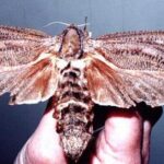 Insightful look at the Giant Wood Moth, known to Indonesians as Kumbang Kayu Raksasa.