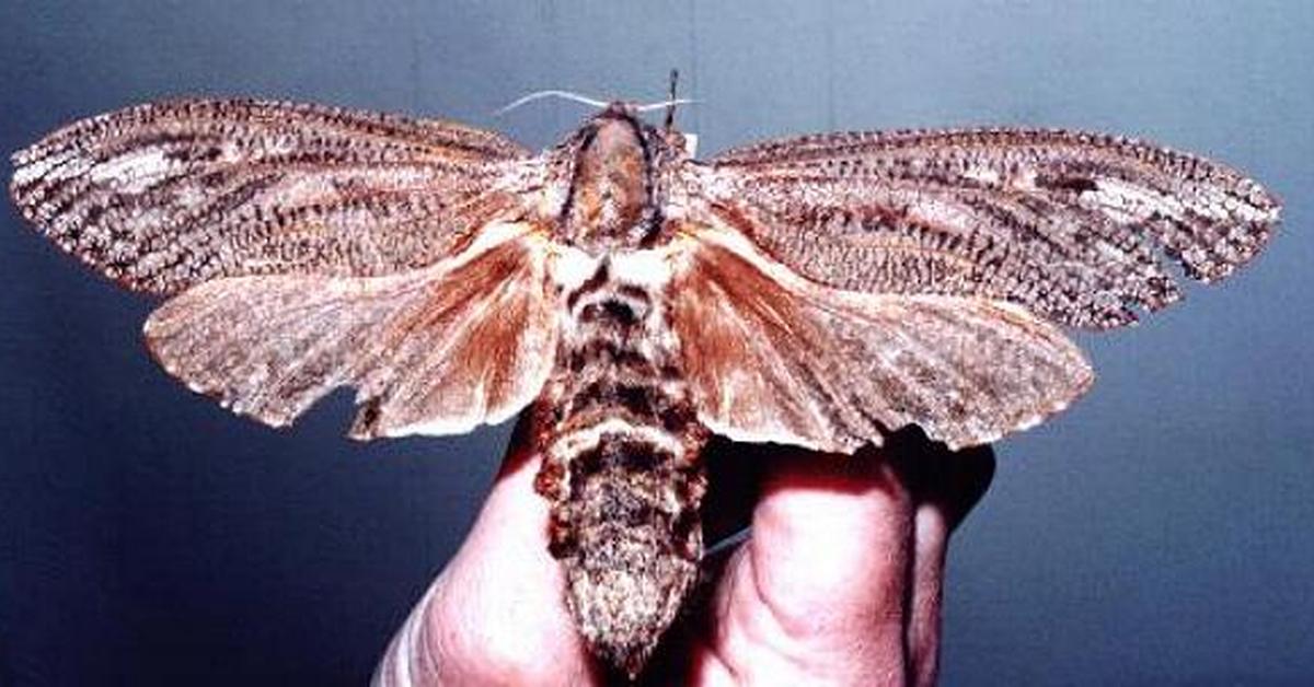 Insightful look at the Giant Wood Moth, known to Indonesians as Kumbang Kayu Raksasa.