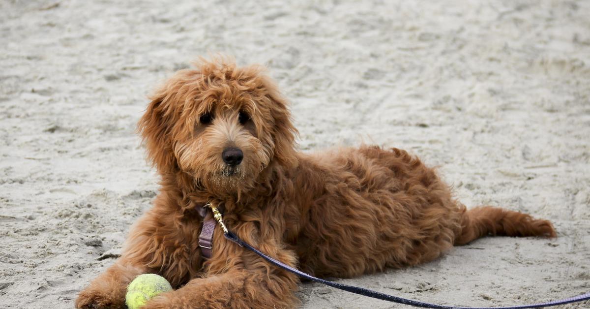 Elegant Goldendoodle in its natural habitat, called Goldendoodle in Indonesia.