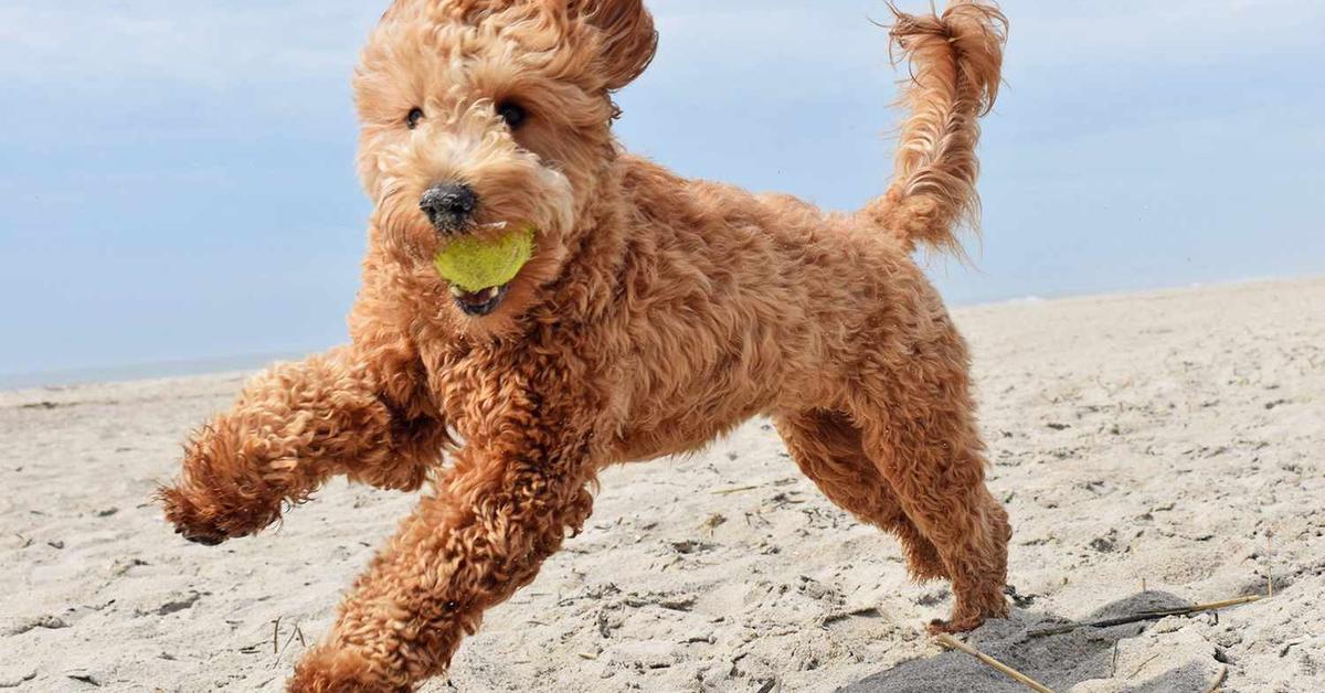 Photographic depiction of the unique Goldendoodle, locally called Goldendoodle.