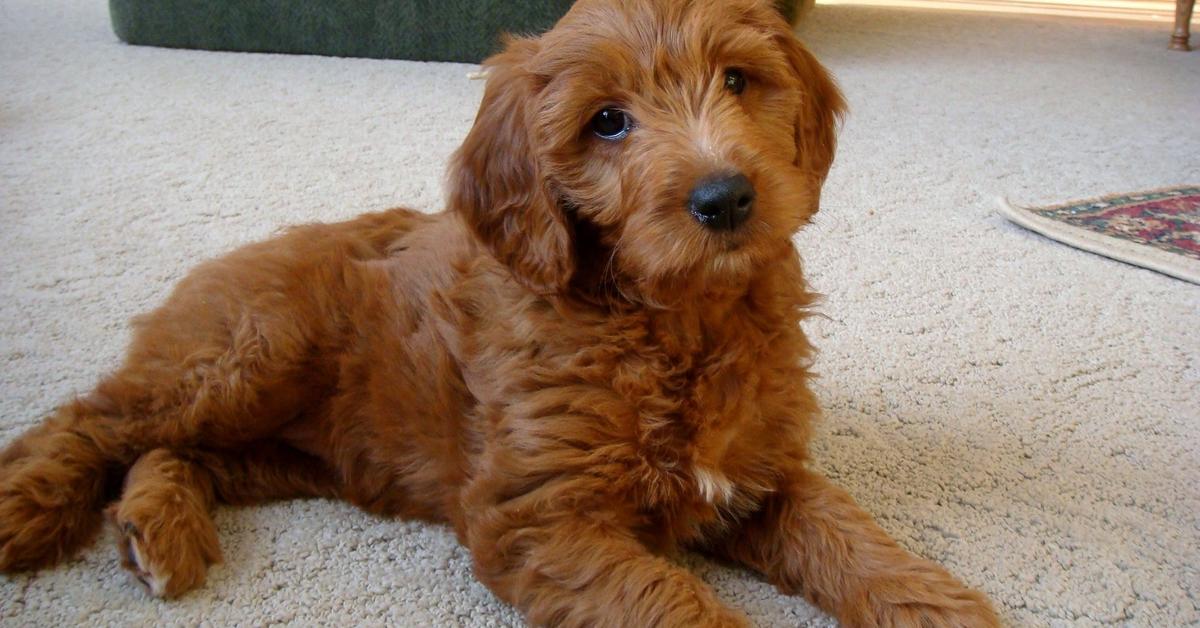 Captivating presence of the Goldendoodle, a species called Canis lupus.