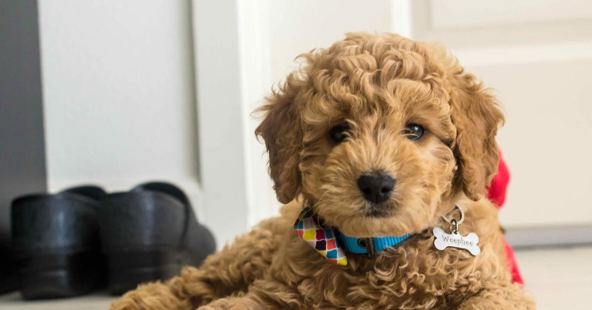 Portrait of a Goldendoodle, a creature known scientifically as Canis lupus.