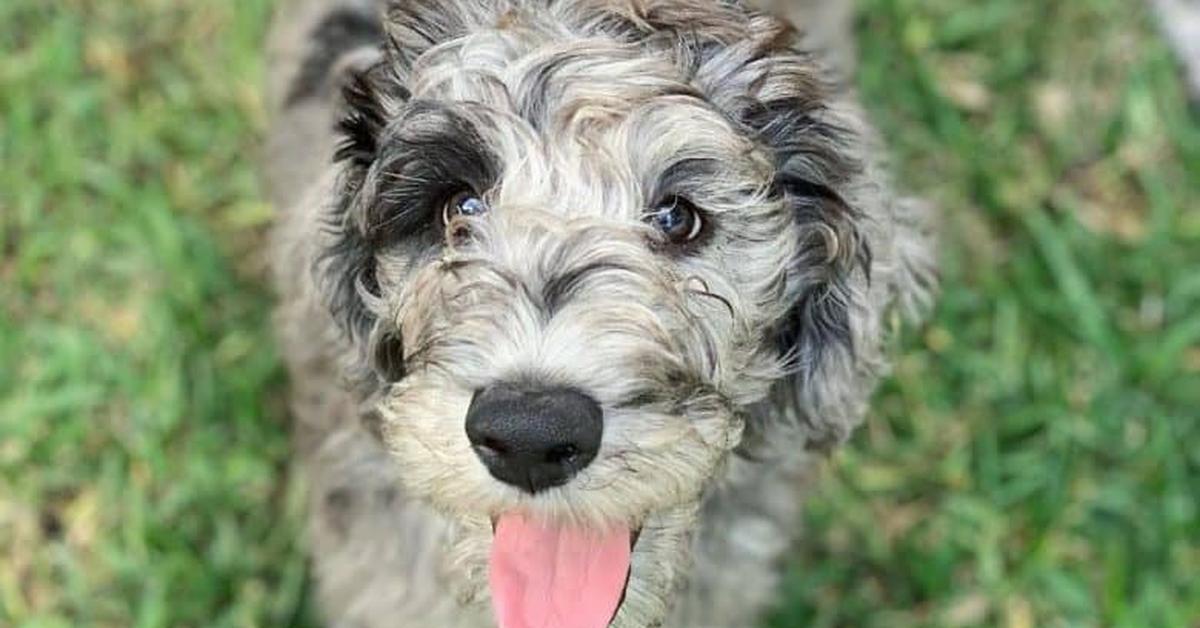 Portrait of a Great Danoodle, a creature known scientifically as Canis lupus.