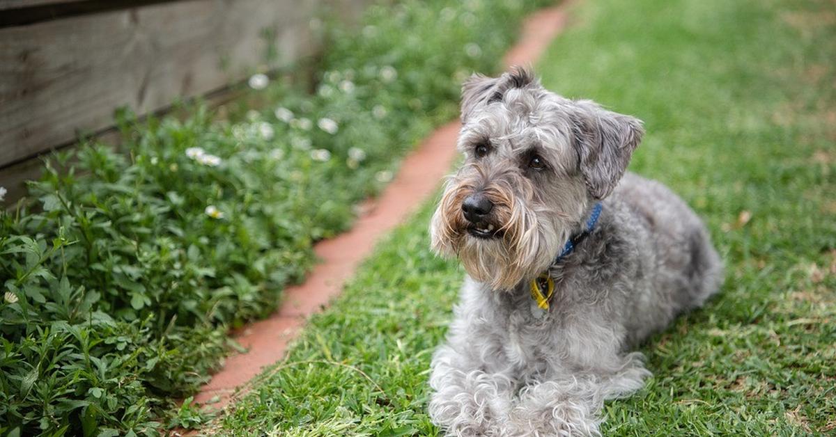 The Giant Schnoodle, an example of Canis lupus, in its natural environment.