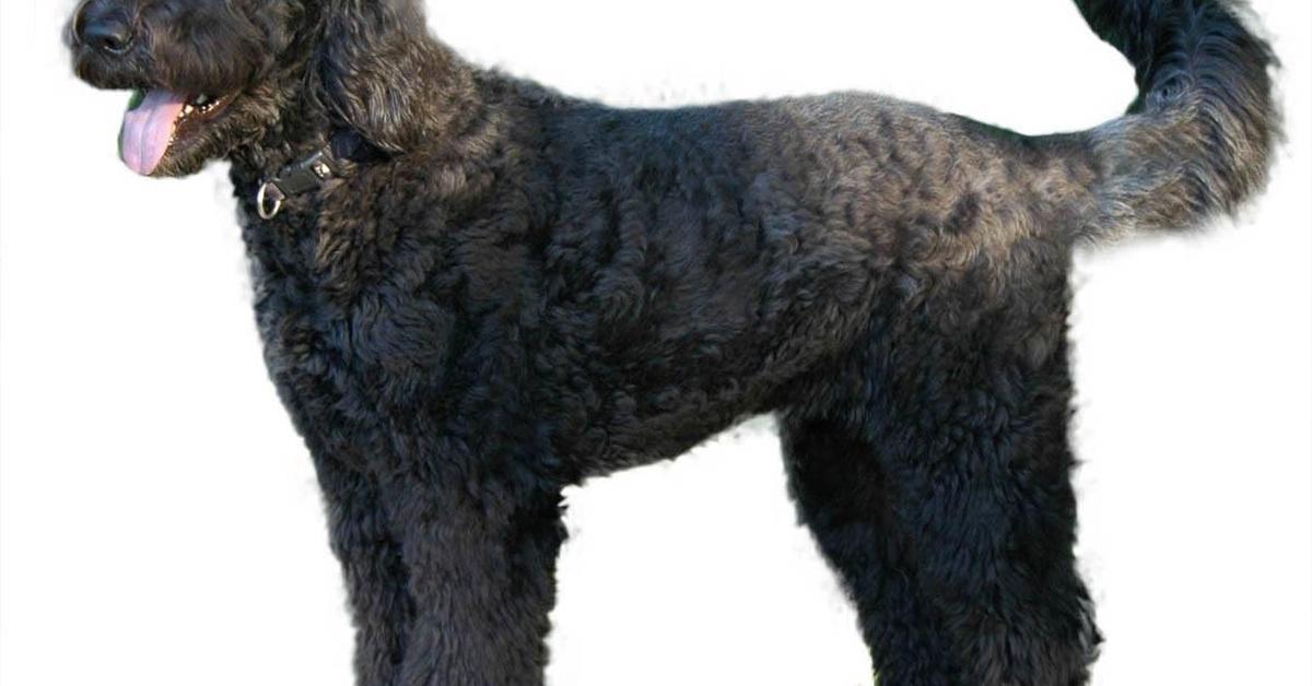 Enchanting Giant Schnoodle, a species scientifically known as Canis lupus.