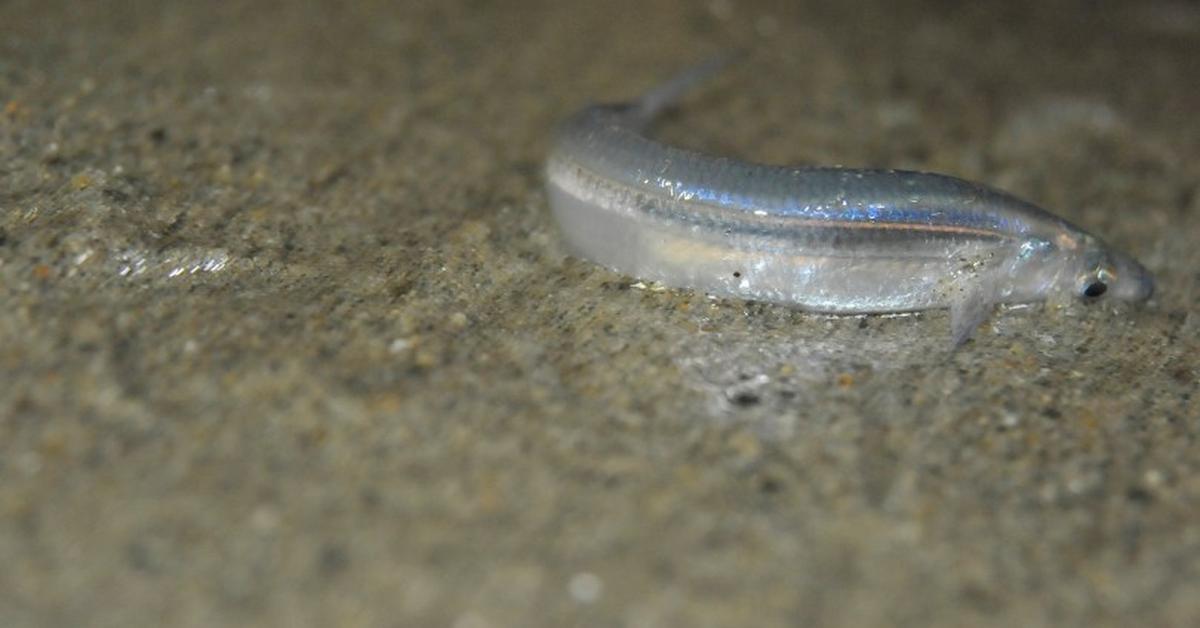 The majestic Grunion, also called Ikan Grunion in Indonesia, in its glory.