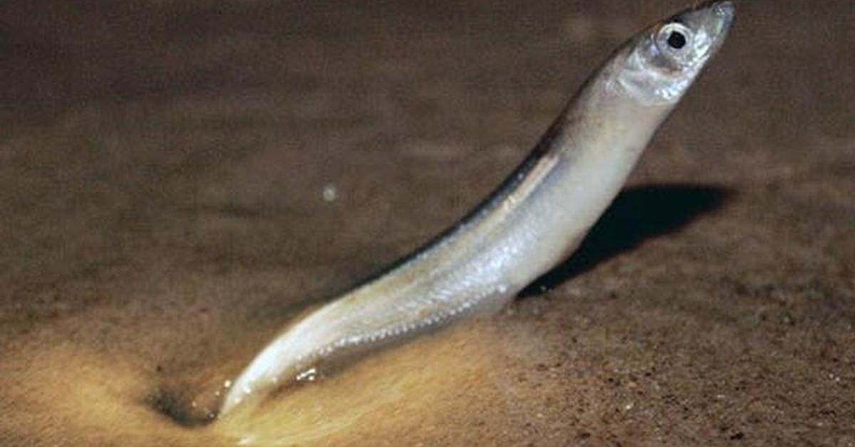 The elegant Grunion (Leuresthes tenuis), a marvel of nature.