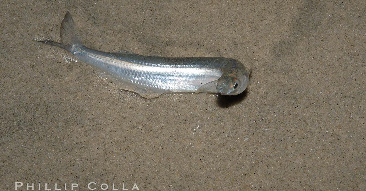 Stunning image of the Grunion (Leuresthes tenuis), a wonder in the animal kingdom.